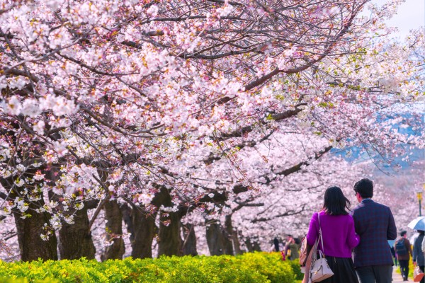 Plane deine Reise nach Japan zur Kirschblütenzeit und erlebe das japanische Kirschblütenfest Hanami