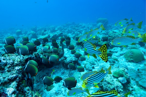 Verbringe einen unvergesslichen Tauchurlaub auf den Malediven am South Male Atoll
