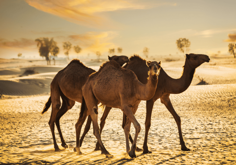 Kamele in der Wüste der Vereinigten Arabischen Emirate