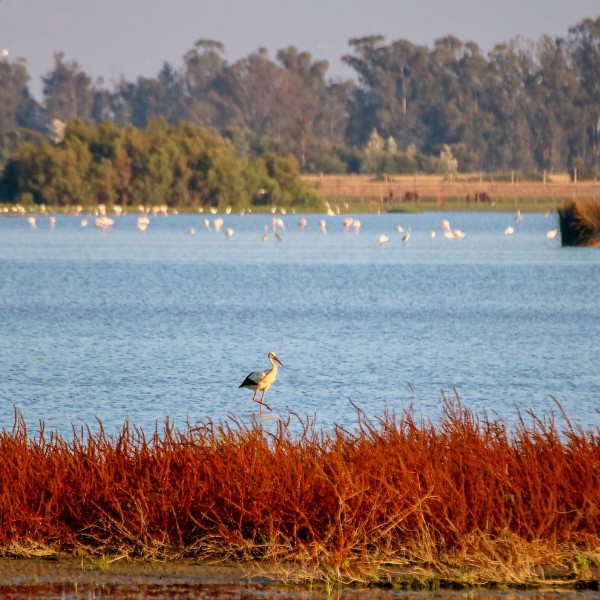 Andalusien Rundreisen mit dem Doñana Nationalpark