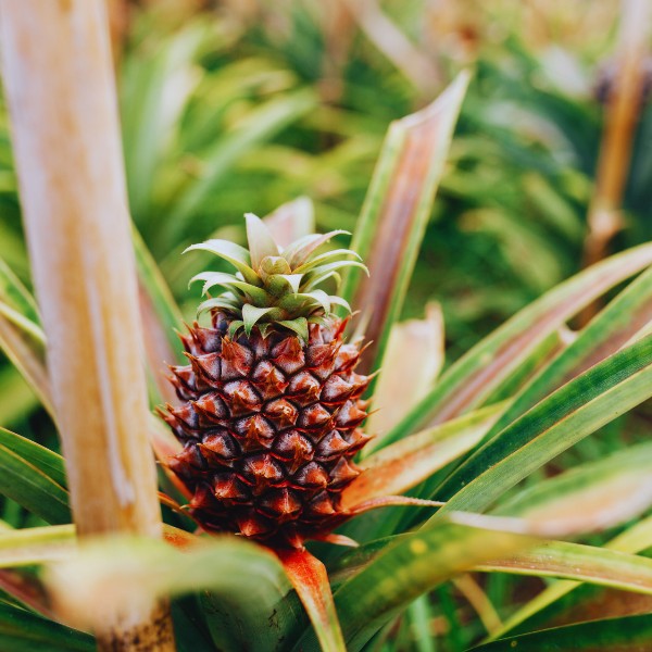 Ananas Azoren