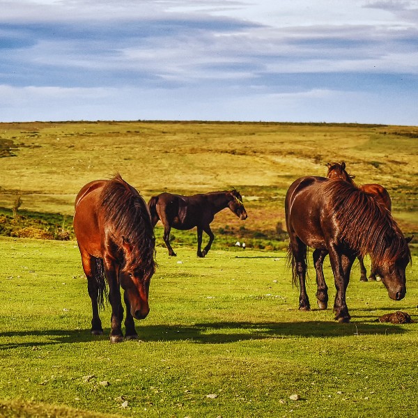 Dartmoor Nationalpark