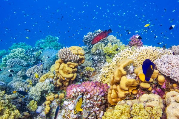 Die faszinierende Unterwasserwelt im Roten Meer bei Marsa Alam
