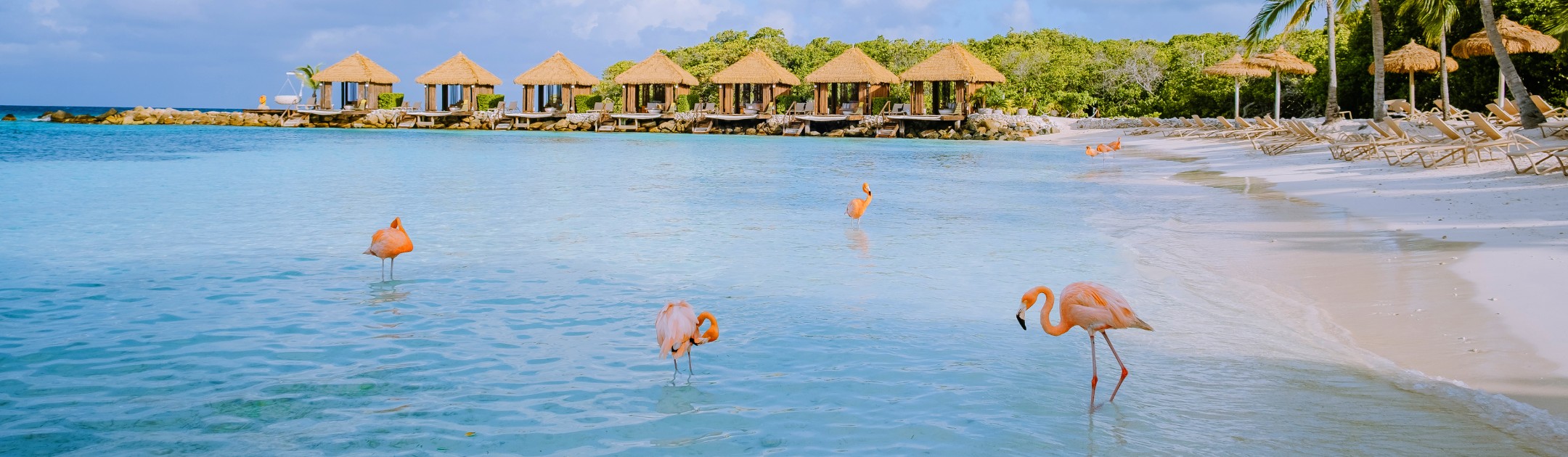Ab in die Karibik - Die Trauminsel Aruba ruft!