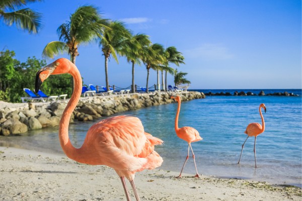 Entdecke pinke Flamingos am Strand