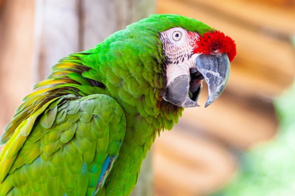 Beobachte bunte Papageien im Manati Park