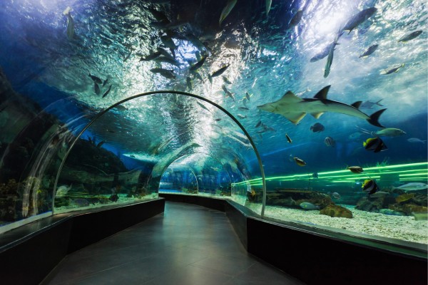 Besuche den berühmten Unterwasser Zoo in Dubai