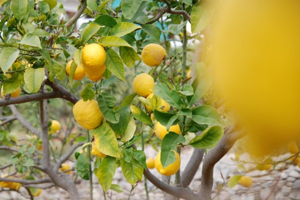 Duftende Zitronenplantagen in Korfu