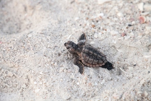 Ein Caretta-Caretta-Schildkrötenbaby am Strand