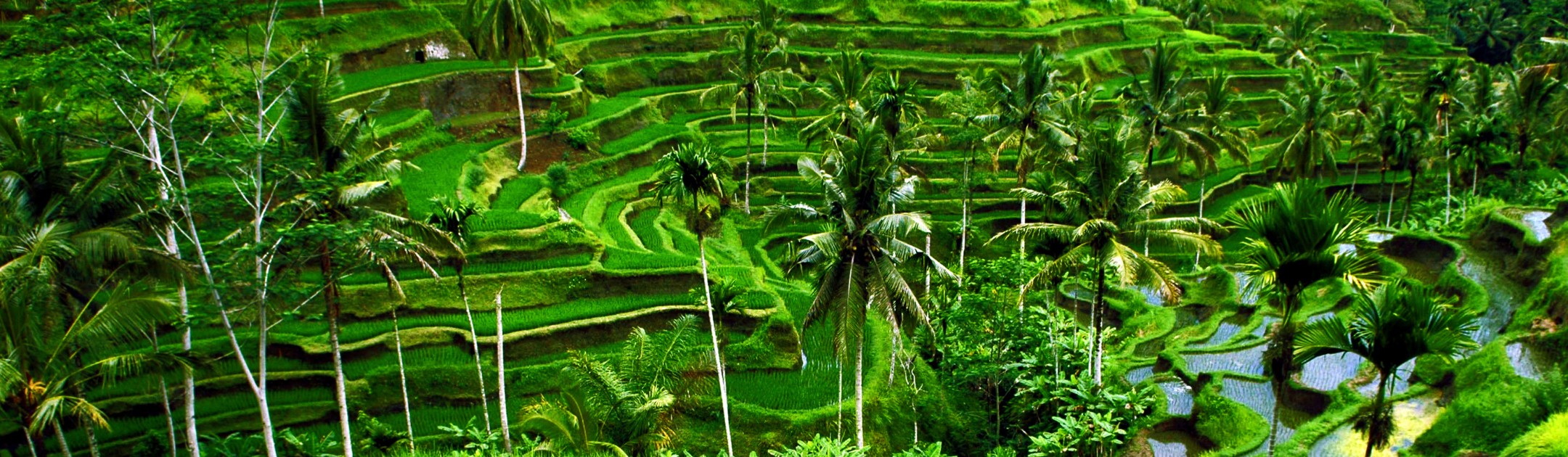 Genieße deinen Traumurlaub auf Bali