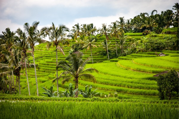 Entdecke Reisplantagen in Indonesien
