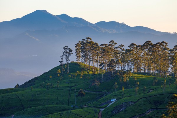 Besichtige wunderschöne Teeplantagen auf Sri Lanka