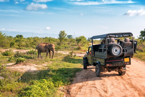 Entdecke Elefanten und andere Tiere im Yala-Nationalpark
