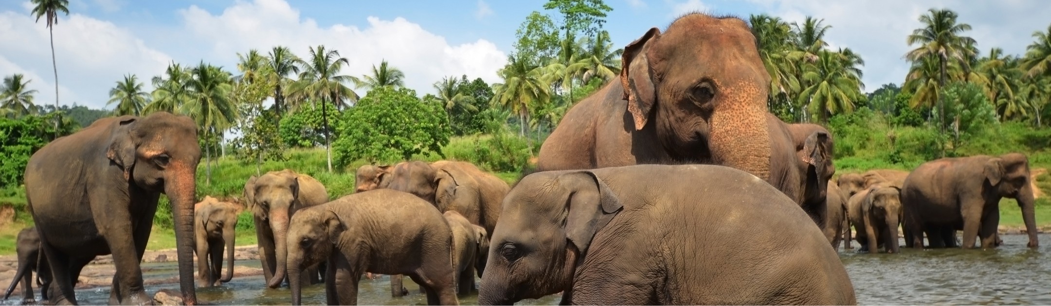 Erlebe einen traumhaften Sri Lanka Urlaub