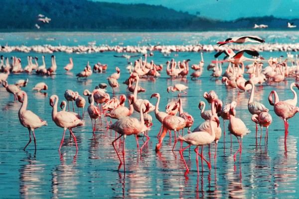 Bestaune Flamingos und andere Tiere im Lake Nakuru Nationalpark