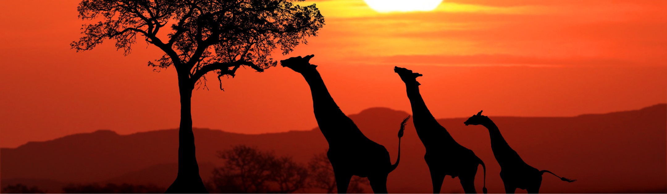 Erlebe Afrika im Kenia Urlaub