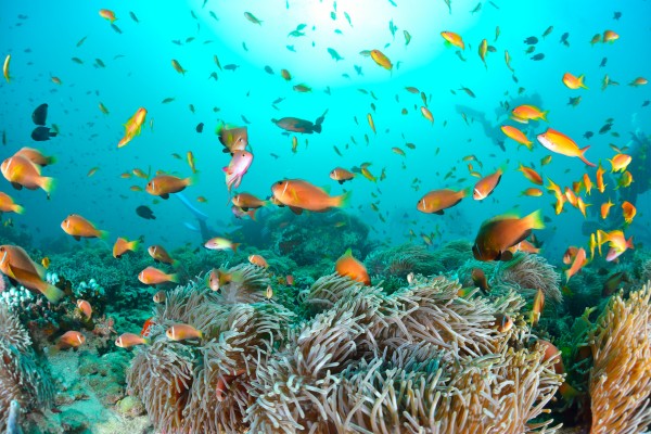 Erkunde die wunderschöne Unterwasserwelt im Urlaub auf den Malediven