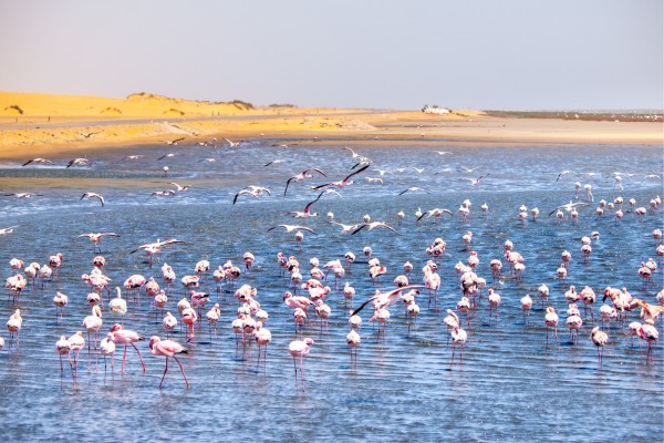 Entdecke die Tierwelt von Walvis Bay auf deiner Namibia Reise