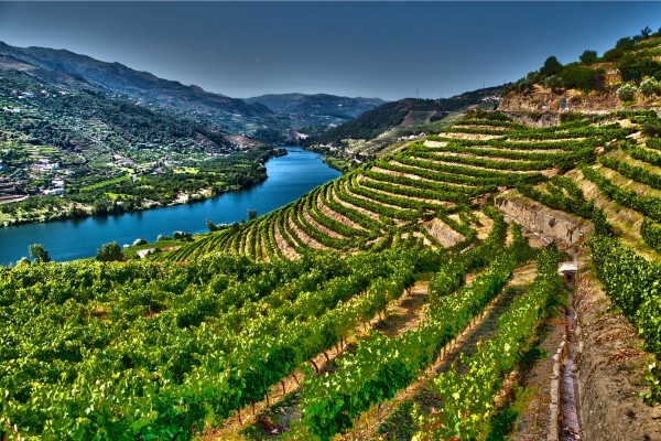 Wandere durch die Weinberge am Fluss Douro und genieße portugiesischen Wein auf deiner Portugal Reise