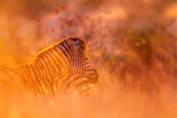 Im Südafrika Urlaub kannst du wilde Zebras und noch viele andere Tiere im Kruger-Nationalpark bestaunen