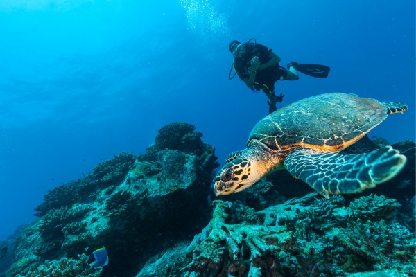 Erlebe einen fantastischen Urlaub auf den Seychellen mit Travioro