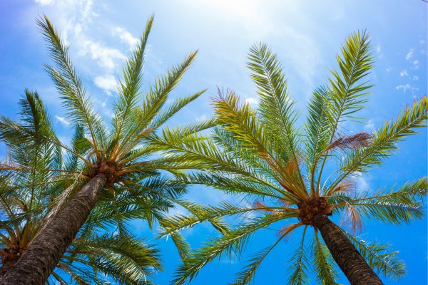 Günstige Last-Minute Deals für Mallorca bei Travioro buchen