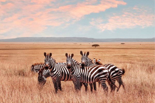 Besuche im Tansania Urlaub den Serengeti Nationalpark und bestaune Zebras in freier Wildbahn