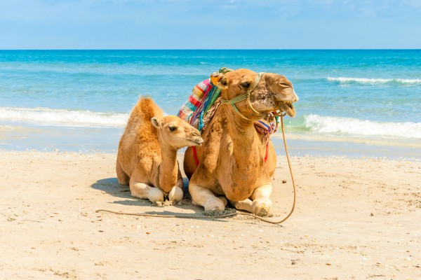 Djerba bietet tolle Strände und Preis-Leistung mit All-inclusive
